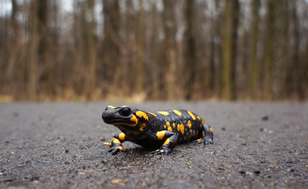 Fire salamandra on the ground